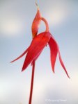 Heliamphora pulchella (Chimanta Tepui, Venezuela) - kliknij aby zobaczyć zdjęcie. Heliamphora pulchella (Chimanta Tepui, Venezuela)