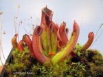 Heliamphora minor (Auyan Tepui) - kliknij aby zobaczyć zdjęcie. Heliamphora minor (Auyan Tepui)