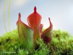 Heliamphora pulchella (Amuri Tepui, Venezuela) - kliknij aby zobaczyć zdjęcie. Heliamphora pulchella (Amuri Tepui, Venezuela)