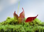 Heliamphora pulchella (Amuri Tepui, Venezuela) - kliknij aby zobaczyć zdjęcie. Heliamphora pulchella (Amuri Tepui, Venezuela)