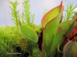 Heliamphora pulchella (Amuri Tepui, Venezuela) - kliknij aby zobaczyć zdjęcie. Heliamphora pulchella (Amuri Tepui, Venezuela)