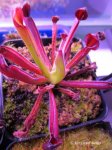 Heliamphora uncinata (Amuri Tepui, Venezuela) - kliknij aby zobaczyć zdjęcie. Heliamphora uncinata (Amuri Tepui, Venezuela)