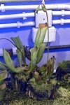 Heliamphora folliculata i H. heterodoxa - kliknij aby zobaczyć zdjęcie. Heliamphora folliculata i H. heterodoxa