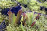Heliamphora chimantensis (Chimanta) - kliknij aby zobaczyć zdjęcie. Heliamphora chimantensis (Chimanta)