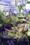 Heliamphora nutans - kliknij aby zobaczyć zdjęcie. Heliamphora nutans