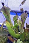 Heliamphora heterodoxa - kliknij aby zobaczyć zdjęcie. Heliamphora heterodoxa