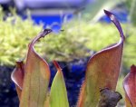 Heliamphora chimantensis (Chimanta) - kliknij aby zobaczyć zdjęcie. Heliamphora chimantensis (Chimanta)