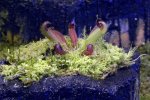 Heliamphora pulchella (Apacapa Tepui) - kliknij aby zobaczyć zdjęcie. Heliamphora pulchella (Apacapa Tepui)