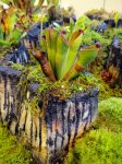 Heliamphora pulchella (Apacapa Tepui), Chimanta Massif 2.0 - kliknij aby zobaczyć zdjęcie. Heliamphora pulchella (Apacapa Tepui), Chimanta Massif 2.0