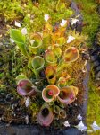 Heliamphora minor, Chimanta Massif 2.0 - kliknij aby zobaczyć zdjęcie. Heliamphora minor, Chimanta Massif 2.0