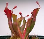 Heliamphora Tequila - kliknij aby zobaczyć zdjęcie. Heliamphora Tequila