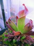 Heliamphora ciliata (Lowland) - kliknij aby zobaczyć zdjęcie. Heliamphora ciliata (Lowland)
