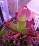 Heliamphora ciliata (Lowland) - kliknij aby zobaczyć zdjęcie. Heliamphora ciliata (Lowland)