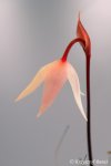 Heliamphora pulchella (Chimanta Tepui) - kliknij aby zobaczyć zdjęcie. Heliamphora pulchella (Chimanta Tepui)