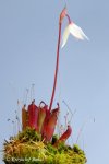 Heliamphora pulchella (Chimanta Tepui) - kliknij aby zobaczyć zdjęcie. Heliamphora pulchella (Chimanta Tepui)