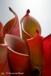 Heliamphora pulchella (Chimanta Tepui) - kliknij aby zobaczyć zdjęcie. Heliamphora pulchella (Chimanta Tepui)