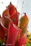 Heliamphora pulchella (Chimanta Tepui) - kliknij aby zobaczyć zdjęcie. Heliamphora pulchella (Chimanta Tepui)