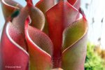 Heliamphora pulchella (Chimanta Tepui) - kliknij aby zobaczyć zdjęcie. Heliamphora pulchella (Chimanta Tepui)