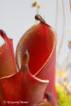 Heliamphora pulchella (Chimanta Tepui) - kliknij aby zobaczyć zdjęcie. Heliamphora pulchella (Chimanta Tepui)
