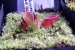 Heliamphora pulchella (Amuri Tepui) - kliknij aby zobaczyć zdjęcie. Heliamphora pulchella (Amuri Tepui)