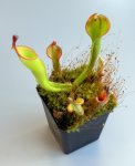 Heliamphora nutans Giant Form - kliknij aby zobaczyć zdjęcie. Heliamphora nutans Giant Form
