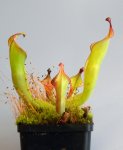 Heliamphora nutans Giant Form - kliknij aby zobaczyć zdjęcie. Heliamphora nutans Giant Form