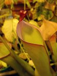 Heliamphora spec. nov. Akopan - kliknij aby zobaczyć zdjęcie. Heliamphora spec. nov. Akopan