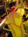 Heliamphora spec. nov. Akopan - kliknij aby zobaczyć zdjęcie. Heliamphora spec. nov. Akopan