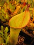 Heliamphora spec. nov. Akopan - kliknij aby zobaczyć zdjęcie. Heliamphora spec. nov. Akopan