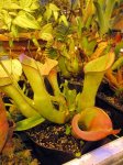 Heliamphora spec. nov. Akopan - kliknij aby zobaczyć zdjęcie. Heliamphora spec. nov. Akopan