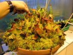 Heliamphora heterodoxa x minor (Midoxa) - kliknij aby zobaczyć zdjęcie. Heliamphora heterodoxa x minor (Midoxa)