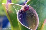 Heliamphora pulchella (Apacapa Tepui) - kliknij aby zobaczyć zdjęcie. Heliamphora pulchella (Apacapa Tepui)