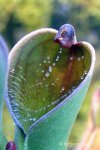 Heliamphora pulchella (Apacapa Tepui) - kliknij aby zobaczyć zdjęcie. Heliamphora pulchella (Apacapa Tepui)