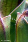 Heliamphora pulchella (Apacapa Tepui) - kliknij aby zobaczyć zdjęcie. Heliamphora pulchella (Apacapa Tepui)