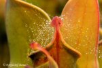 Heliamphora minor - kliknij aby zobaczyć zdjęcie. Heliamphora minor