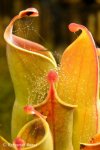 Heliamphora minor - kliknij aby zobaczyć zdjęcie. Heliamphora minor