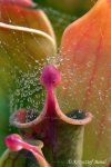 Heliamphora minor - kliknij aby zobaczyć zdjęcie. Heliamphora minor