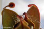 Heliamphora minor - kliknij aby zobaczyć zdjęcie. Heliamphora minor