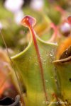 Heliamphora minor - kliknij aby zobaczyć zdjęcie. Heliamphora minor