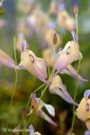 Utricularia pubescens - kliknij aby zobaczyć zdjęcie. Utricularia pubescens