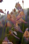 Utricularia pubescens - kliknij aby zobaczyć zdjęcie. Utricularia pubescens
