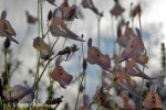 Utricularia pubescens - kliknij aby zobaczyć zdjęcie. Utricularia pubescens