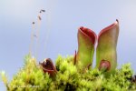 Heliamphora minor (Auyan Tepui, Venezuela) - kliknij aby zobaczyć zdjęcie. Heliamphora minor (Auyan Tepui, Venezuela)