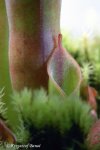 Heliamphora minor (Auyan Tepui, Venezuela) - kliknij aby zobaczyć zdjęcie. Heliamphora minor (Auyan Tepui, Venezuela)