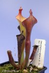 Heliamphora glabra (S. Do Sol, Guyana) - kliknij aby zobaczyć zdjęcie. Heliamphora glabra (S. Do Sol, Guyana)