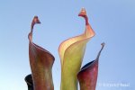 Heliamphora glabra (S. Do Sol, Guyana) - kliknij aby zobaczyć zdjęcie. Heliamphora glabra (S. Do Sol, Guyana)