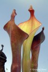 Heliamphora glabra (S. Do Sol, Guyana) - kliknij aby zobaczyć zdjęcie. Heliamphora glabra (S. Do Sol, Guyana)