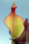Heliamphora glabra (S. Do Sol, Guyana) - kliknij aby zobaczyć zdjęcie. Heliamphora glabra (S. Do Sol, Guyana)