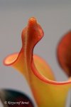 Heliamphora glabra (S. Do Sol, Guyana) - kliknij aby zobaczyć zdjęcie. Heliamphora glabra (S. Do Sol, Guyana)