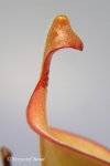 Heliamphora glabra (S. Do Sol, Guyana) - kliknij aby zobaczyć zdjęcie. Heliamphora glabra (S. Do Sol, Guyana)